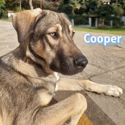 Cooper, 02/25 - großer Kumpel sucht Familie