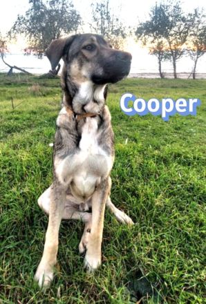 Cooper, 02/25 - großer Kumpel sucht Familie
