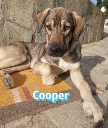 Cooper, 02/25 - großer Kumpel sucht Familie