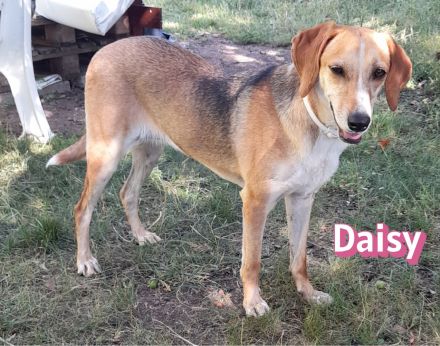 Daisy, 05/23 - ruhige Schmusemaus sucht Familie, wartet in 91413 Unternesselbach