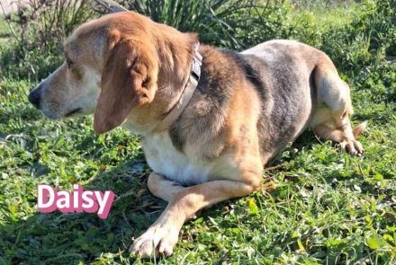 Daisy, 02/24 - treues Mädel sucht treue Familie