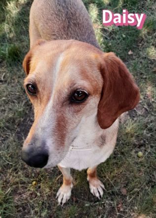 Daisy, 05/23 - ruhige Schmusemaus sucht Familie, wartet in 91413 Unternesselbach
