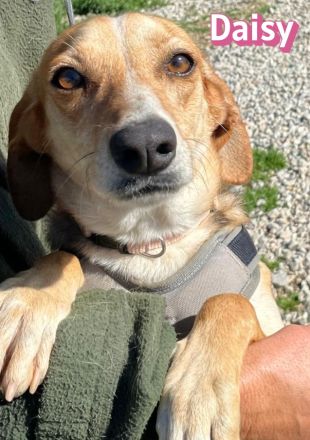 Daisy, 02/24 - treues Mädel sucht treue Familie