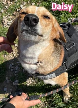 Daisy, 02/24 - treues Mädel sucht treue Familie