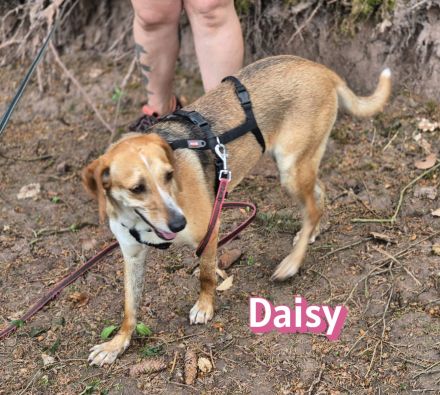Daisy, 05/23 - ruhige Schmusemaus sucht Familie, wartet in 91413 Unternesselbach
