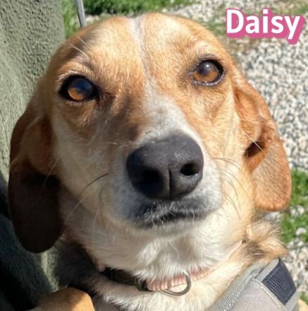 Daisy, 02/24 - treues Mädel sucht treue Familie