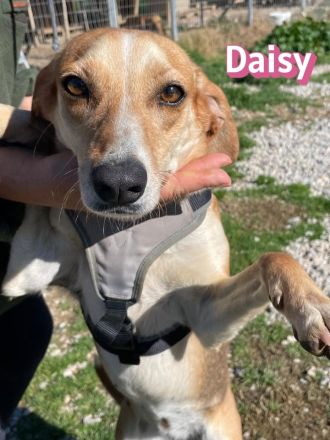 Daisy, 02/24 - treues Mädel sucht treue Familie