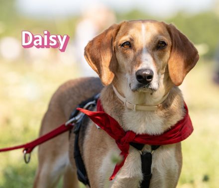 Daisy, 05/23 - ruhige Schmusemaus sucht Familie, wartet in 91413 Unternesselbach