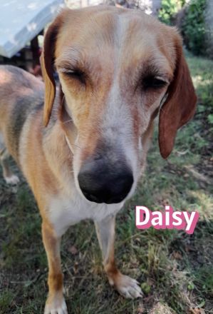 Daisy, 05/23 - ruhige Schmusemaus sucht Familie, wartet in 91413 Unternesselbach