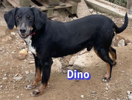 Dino2, 01/24 - wurde in den Bergen ausgesetzt