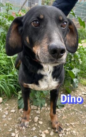 Dino2, 01/24 - wurde in den Bergen ausgesetzt