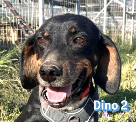 Dino2, 01/24 - wurde in den Bergen ausgesetzt