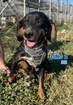Dino2, 01/24 - wurde in den Bergen ausgesetzt