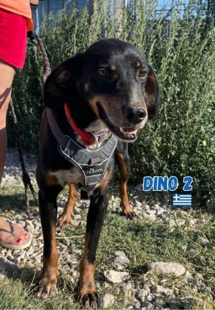 Dino2, 01/24 - wurde in den Bergen ausgesetzt