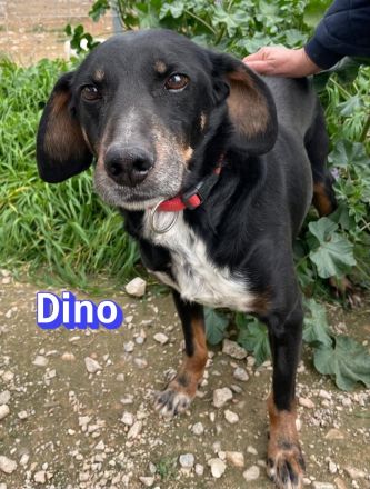 Dino2, 01/24 - wurde in den Bergen ausgesetzt