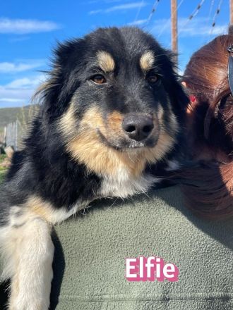 Elfie, 10/24 - süßes Wuschelchen sucht Familie