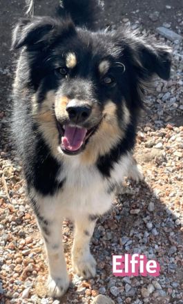 Elfie, 10/24 - süßes Wuschelchen sucht Familie