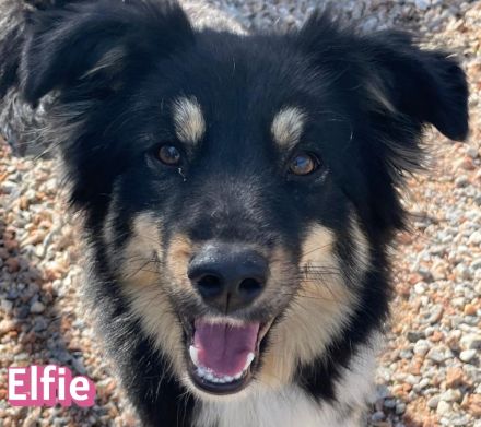 Elfie, 10/24 - süßes Wuschelchen sucht Familie