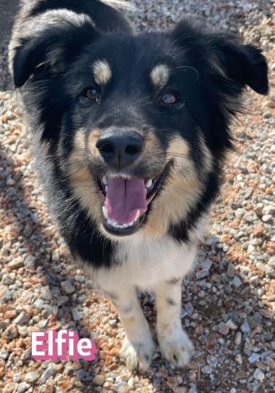 Elfie, 10/24 - süßes Wuschelchen sucht Familie