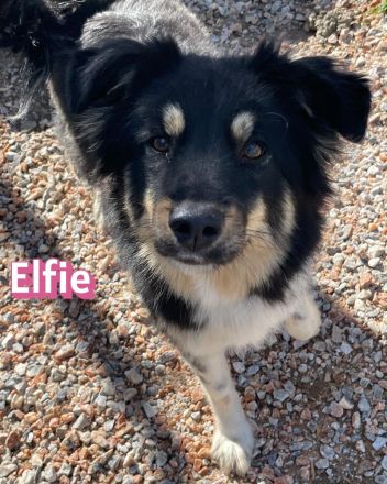 Elfie, 10/24 - süßes Wuschelchen sucht Familie