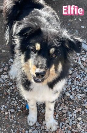 Elfie, 10/24 - süßes Wuschelchen sucht Familie