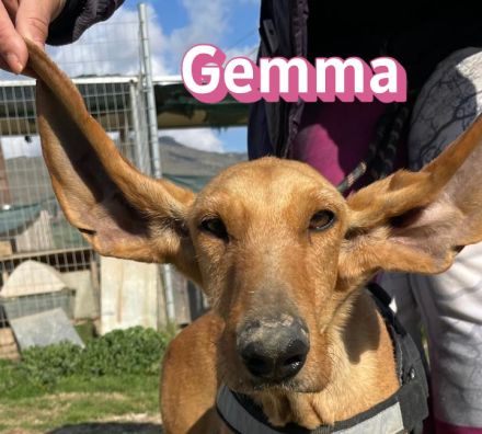 Gemma, 03/24 - zauberhafest Schlappohr sucht Familie