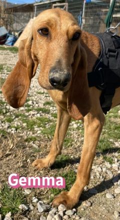 Gemma, 03/24 - zauberhafest Schlappohr sucht Familie