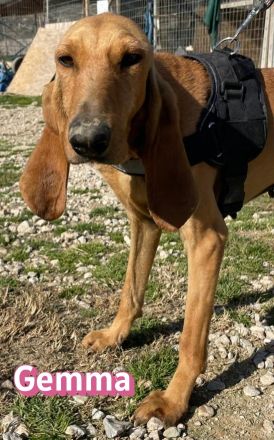 Gemma, 03/24 - zauberhafest Schlappohr sucht Familie