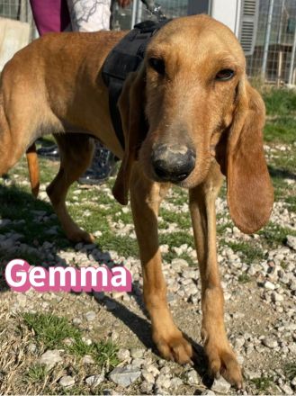 Gemma, 03/24 - zauberhafest Schlappohr sucht Familie