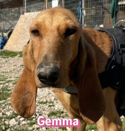 Gemma, 03/24 - zauberhafest Schlappohr sucht Familie