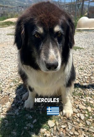 Herkules, 05/20 - sanfter Schmusebär sucht Familie