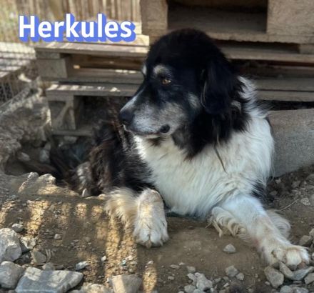 Herkules, 05/20 - sanfter Schmusebär sucht Familie