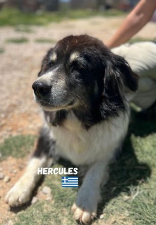 Herkules, 05/20 - sanfter Schmusebär sucht Familie