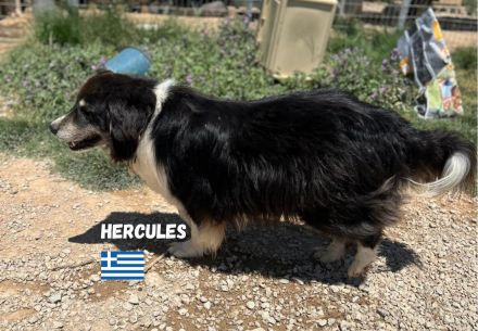 Herkules, 05/20 - sanfter Schmusebär sucht Familie