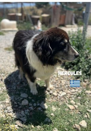 Herkules, 05/20 - sanfter Schmusebär sucht Familie