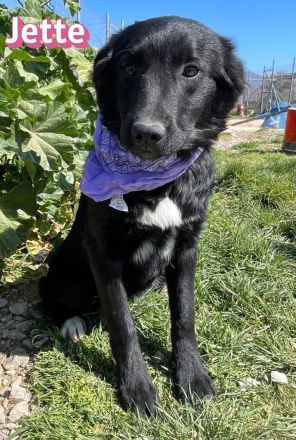 Jette und Juna, 10/25 - süßes Geschwisterpaar sucht seine Familien