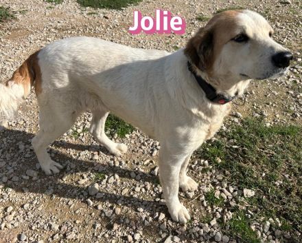 Jolie, 08/24 - sanfte, freundliche Hündin sucht sicheren Hafen
