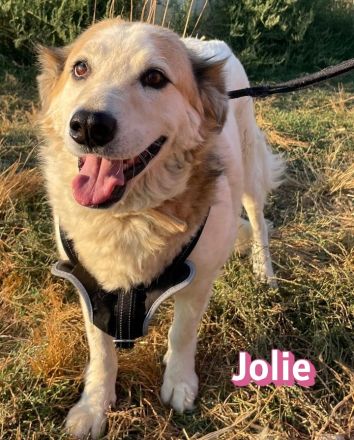 Jolie, 08/24 - sanfte, freundliche Hündin sucht sicheren Hafen