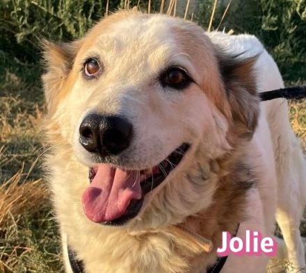 Jolie, 08/24 - sanfte, freundliche Hündin sucht sicheren Hafen