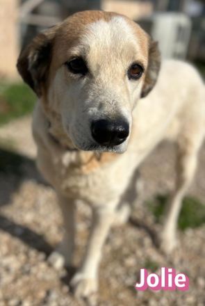 Jolie, 08/24 - sanfte, freundliche Hündin sucht sicheren Hafen