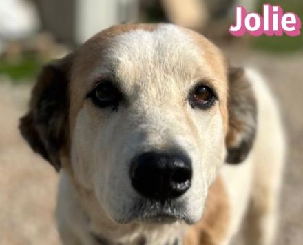 Jolie, 08/24 - sanfte, freundliche Hündin sucht sicheren Hafen