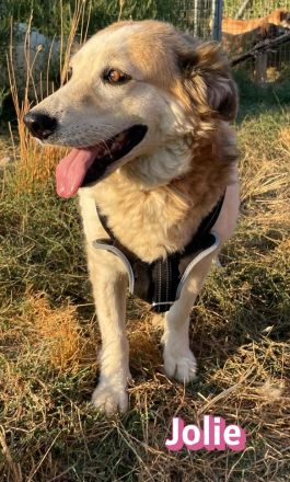 Jolie, 08/24 - sanfte, freundliche Hündin sucht sicheren Hafen