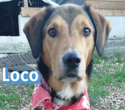 Loco, 08/22 - lebt sehr gut mit seiner Epilepsie!