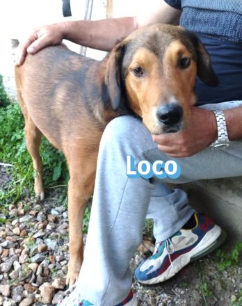 Loco, 08/22 - lebt sehr gut mit seiner Epilepsie!