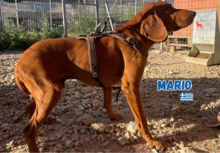 Mario, 12/23 - schüchternes Schlappohr sucht Familie