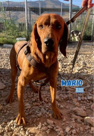 Mario, 12/23 - schüchternes Schlappohr sucht Familie