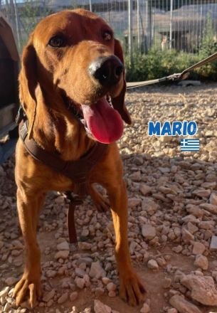 Mario, 12/23 - schüchternes Schlappohr sucht Familie