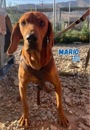 Mario, 12/23 - schüchternes Schlappohr sucht Familie