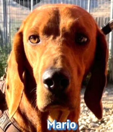 Mario, 12/23 - schüchternes Schlappohr sucht Familie