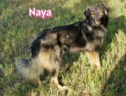 Naya, 11/24 - zauberhaftes Wuschelchen sucht seine Menschen